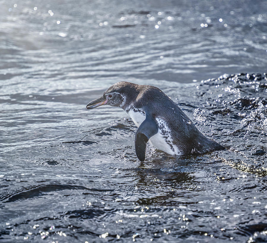 Galapagos Penguin 4 Photograph by Joan Carroll
