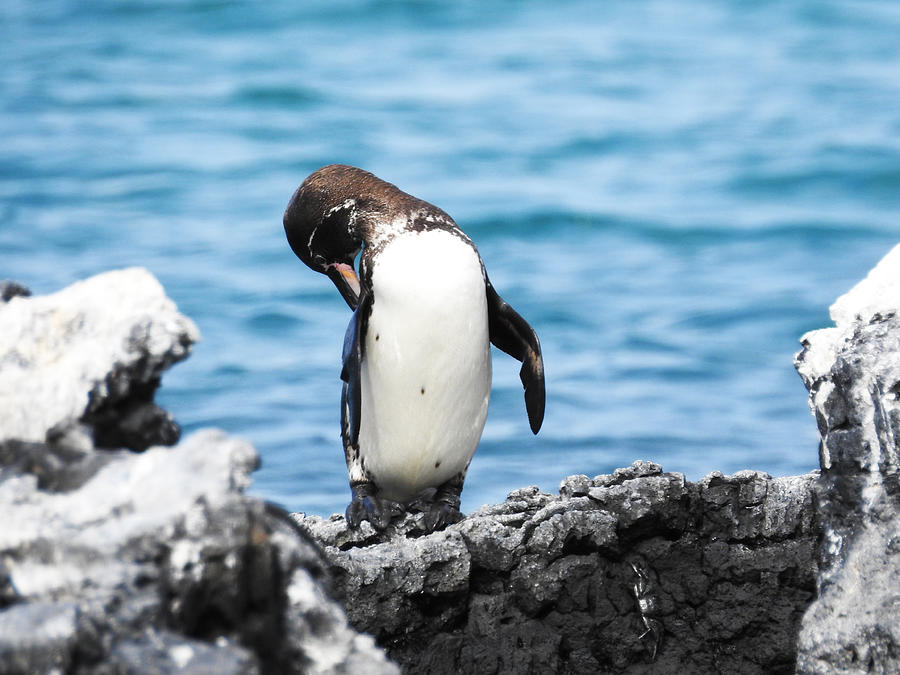 Galapagos Penguin Photograph by Michael Schindler