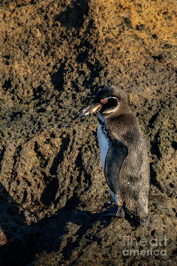 Galapagos Penguin of Bartolome Island Photograph by Nancy Gleason