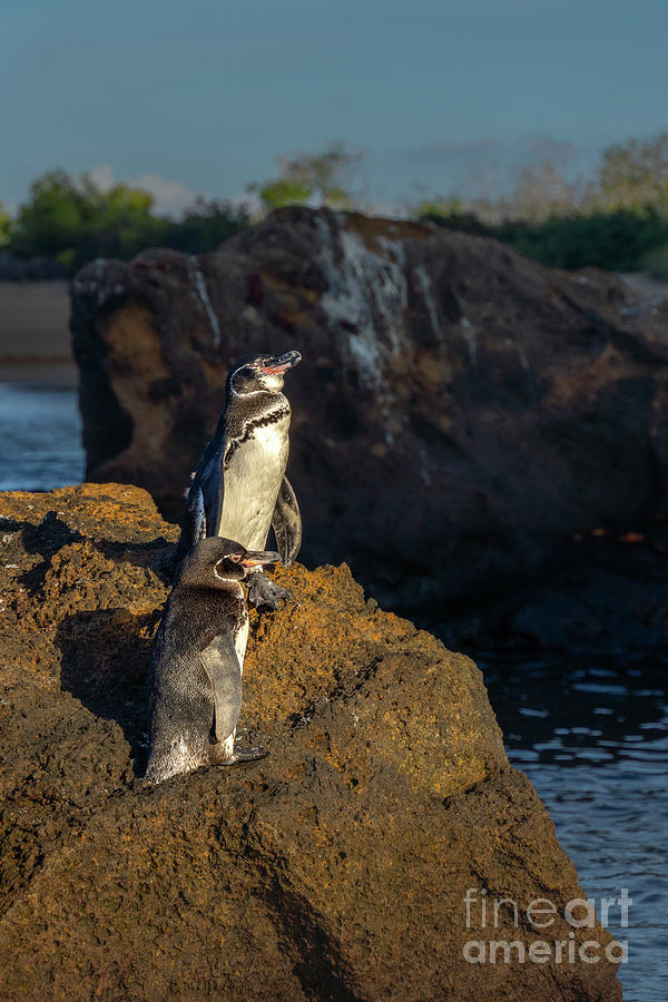 Galapagos Penguin Pair Warming Up in Sun Photograph by Nancy Gleason
