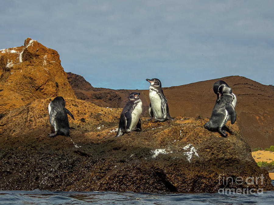Galapagos Penguins at Bartolome Island Photograph by Nancy Gleason