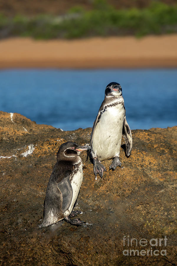 Galapagos Penguins Enjoying Sun Photograph by Nancy Gleason