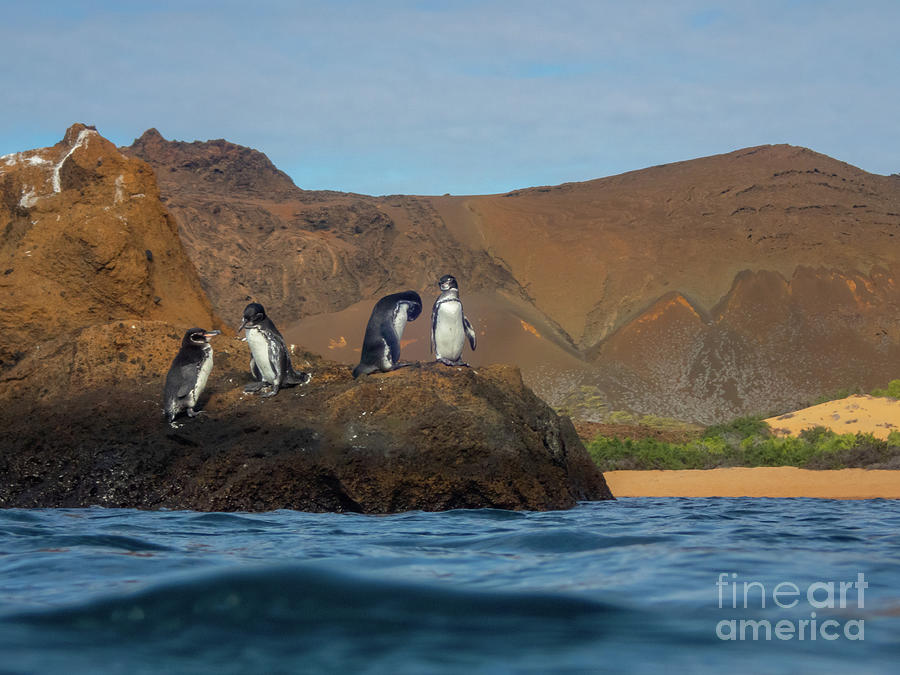 Galapagos Penguins Habitat at Bartolome Island Photograph by Nancy Gleason