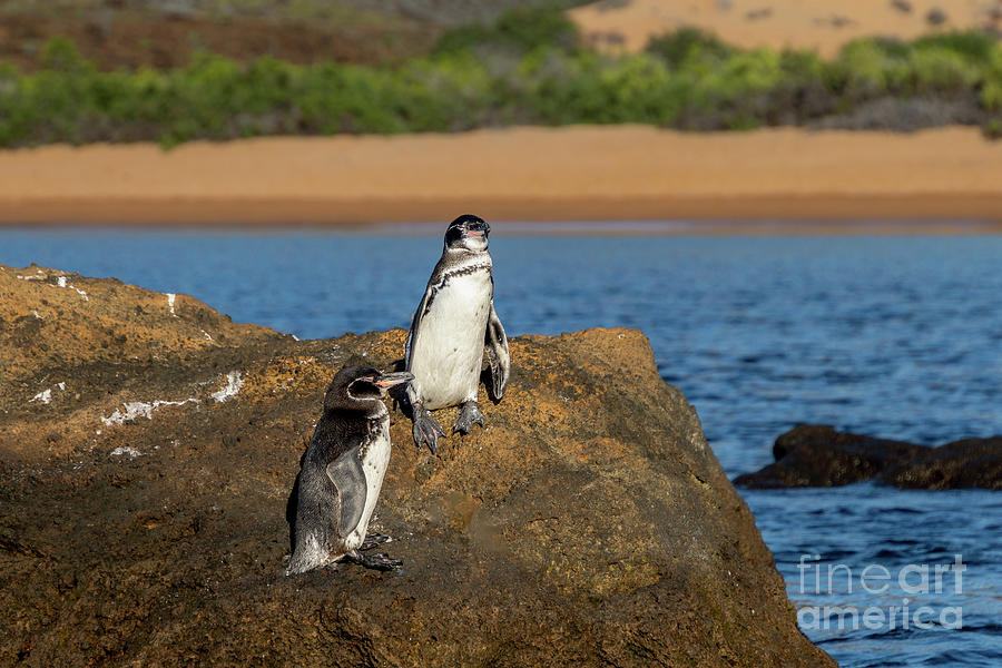 Galapagos Penguins in Sunshine at Bartolome Island Photograph by Nancy Gleason