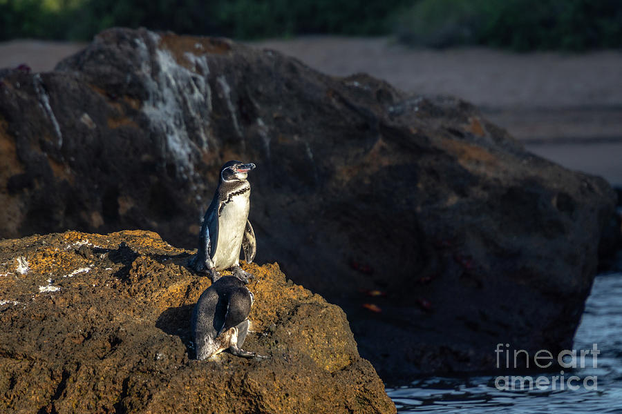 Galapagos Penguins on Rocky Outcrop Photograph by Nancy Gleason