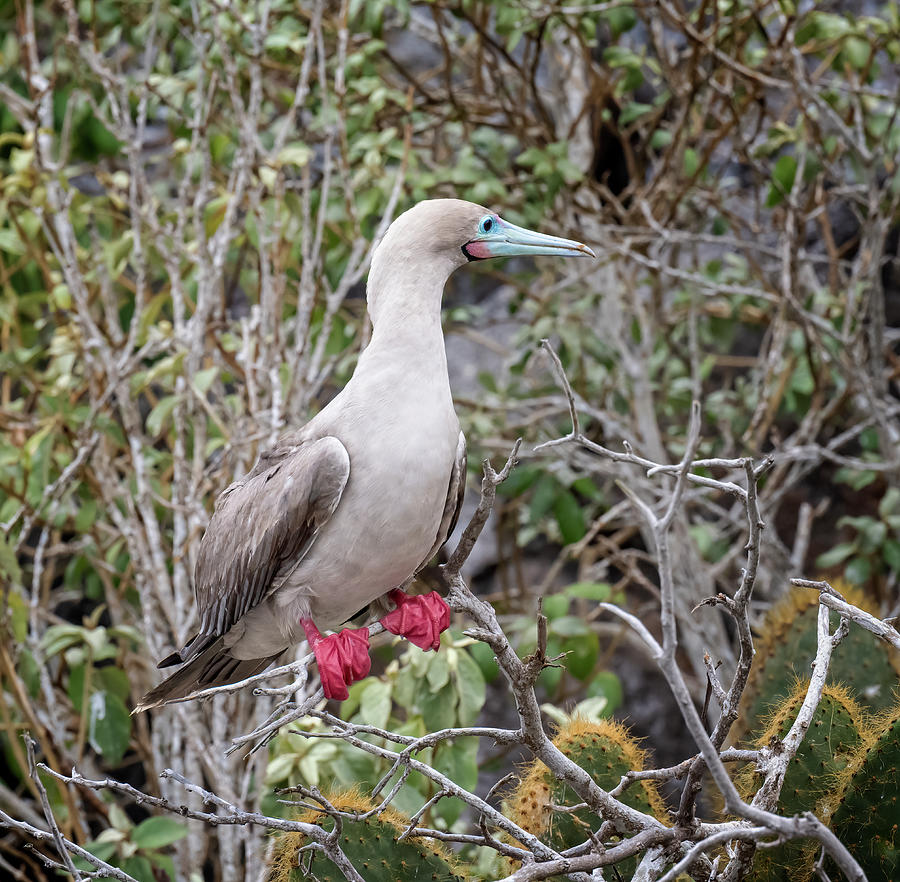 Galapagos Red Footed Booby Photograph by Joan Carroll