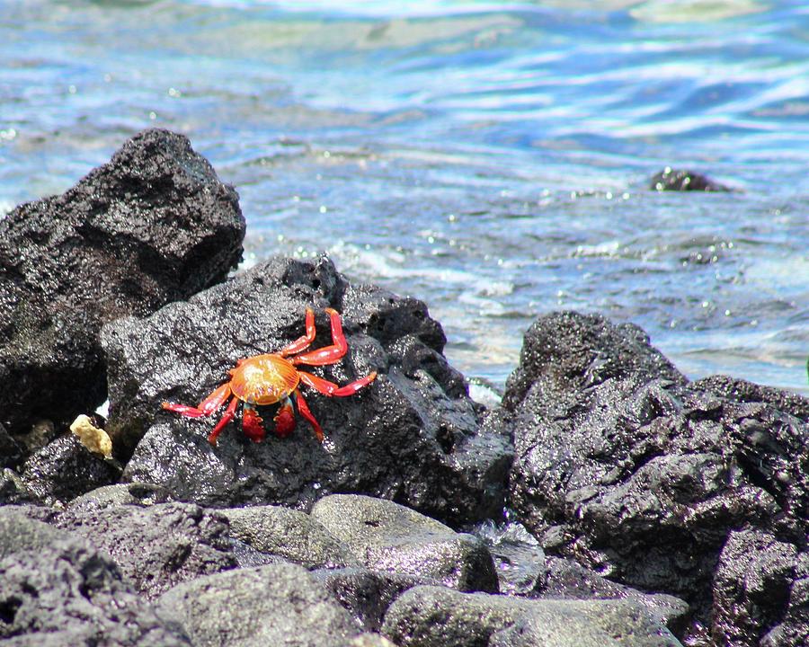 Galapagos Sally Lightfoot Crab Photograph by Joy Buckels