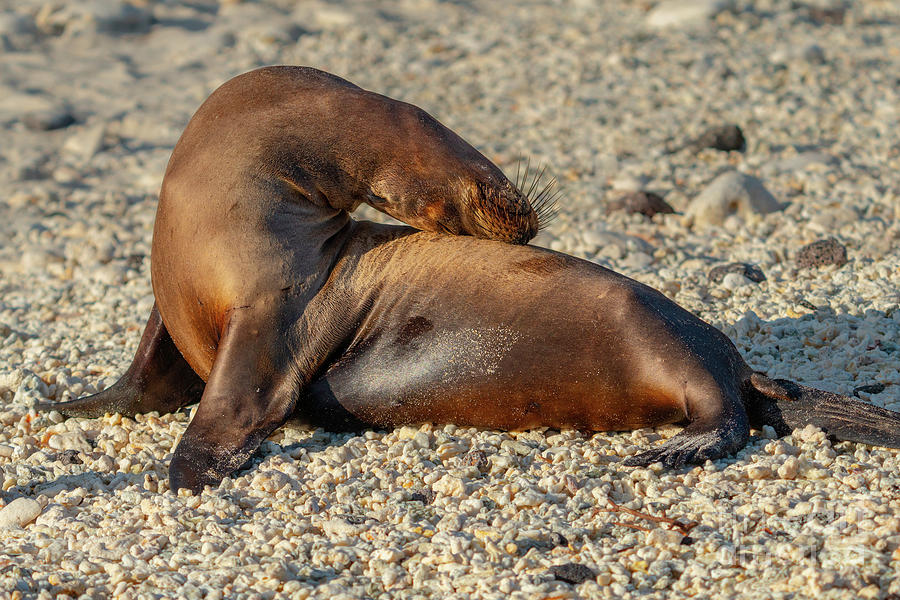 Galapagos Sea Lion Backbend Photograph by Nancy Gleason