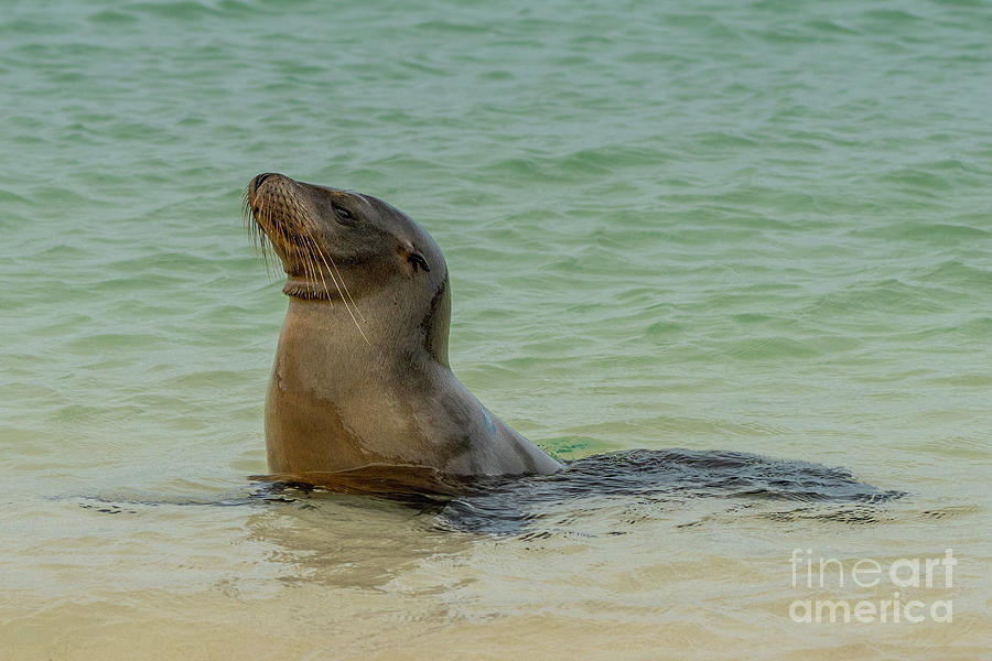 Wildlife Photograph - Galapagos Sea Lion Beach Arrival by Nancy Gleason
