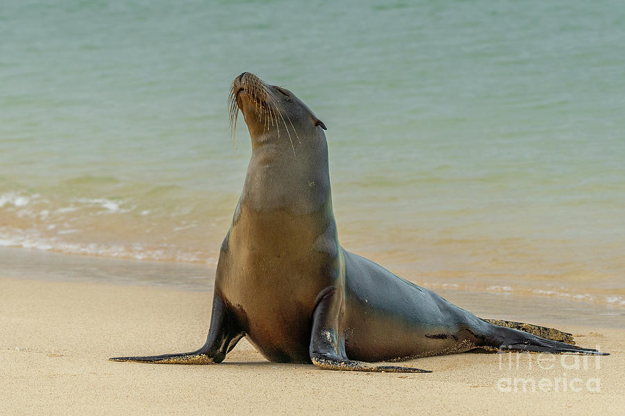 Wildlife Photograph - Galapagos Sea Lion Beach Beauty by Nancy Gleason