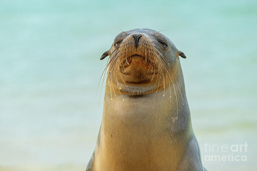 Galapagos Sea Lion Judging You Photograph by Nancy Gleason