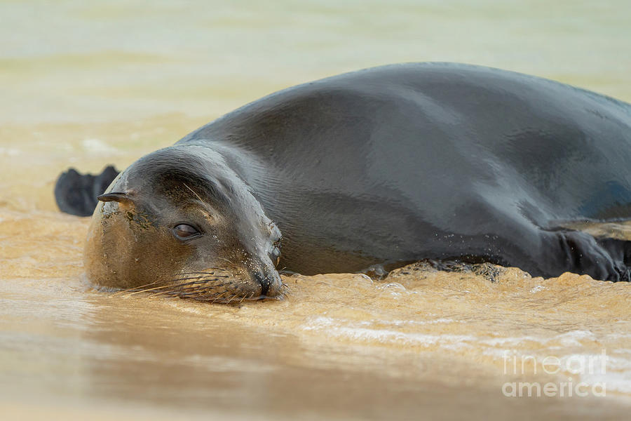 Galapagos Sea Lion Juvenile in Sand and Surf Photograph by Nancy Gleason