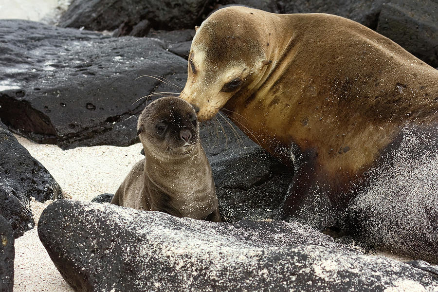 Galapagos Sea Lion Mother and Pup Photograph by Sally Weigand