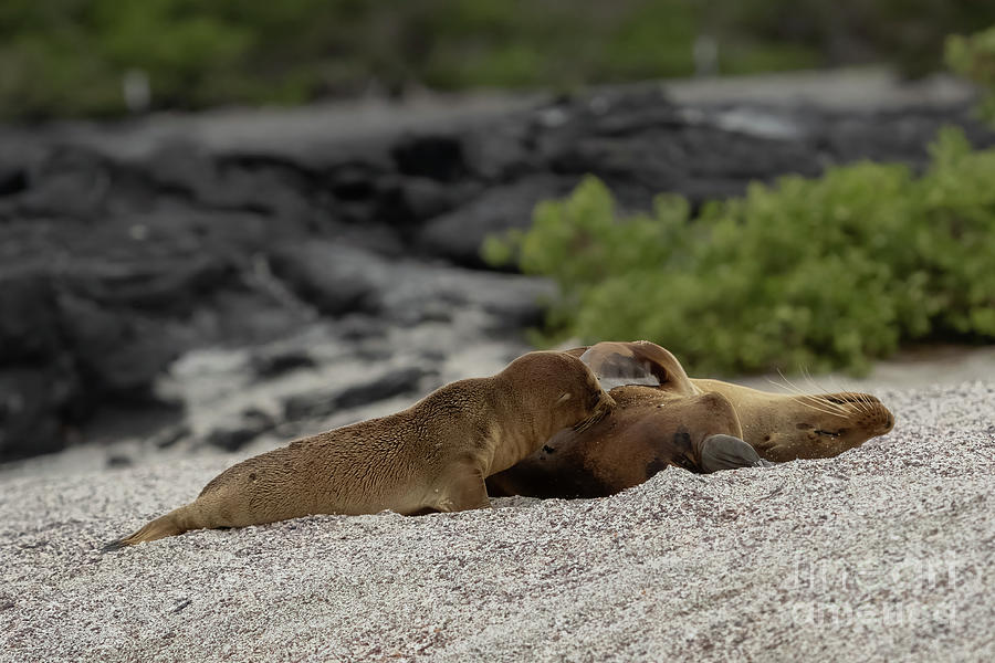 Galapagos Sea Lion Nursing Photograph by Nancy Gleason