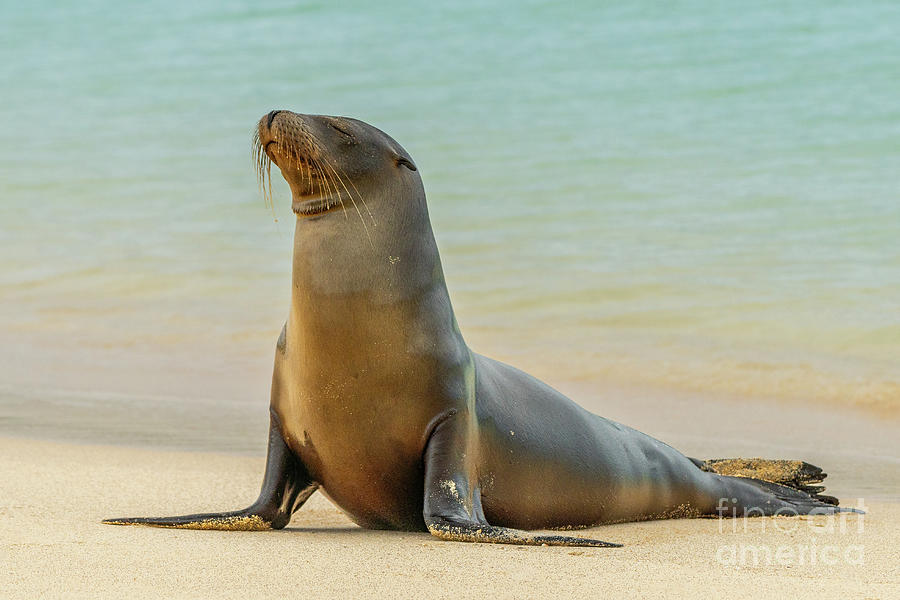 Galapagos Sea Lion of Las Bachas Photograph by Nancy Gleason