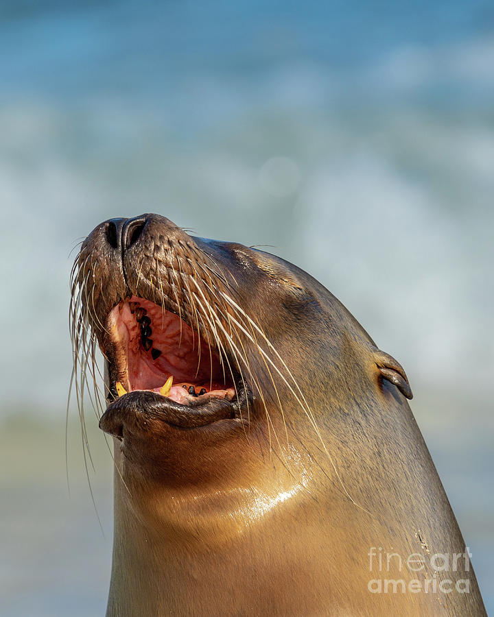 Galapagos Sea Lion Sings a Song Photograph by Nancy Gleason