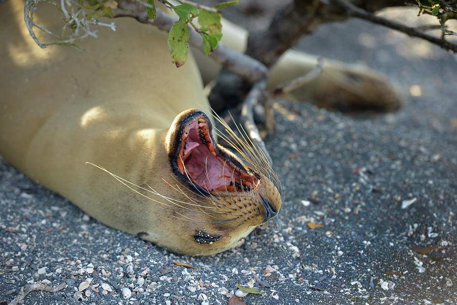 Galapagos sea lion, Zalophus wollebaeki, yawning, Punta Espinosa, Fernandina Island, Galapagos Islands, Ecuador Photograph by Kevin Oke