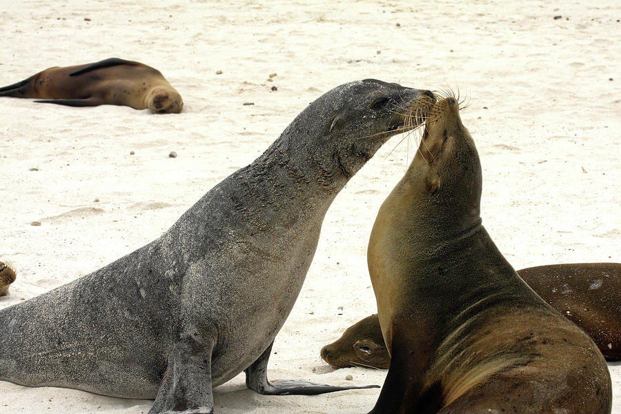 Galapagos Sea Lions Touching Faces Photograph by Sally Weigand