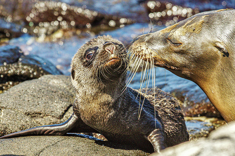 Galapagos Seal and Pup Photograph by Adrian O Brien