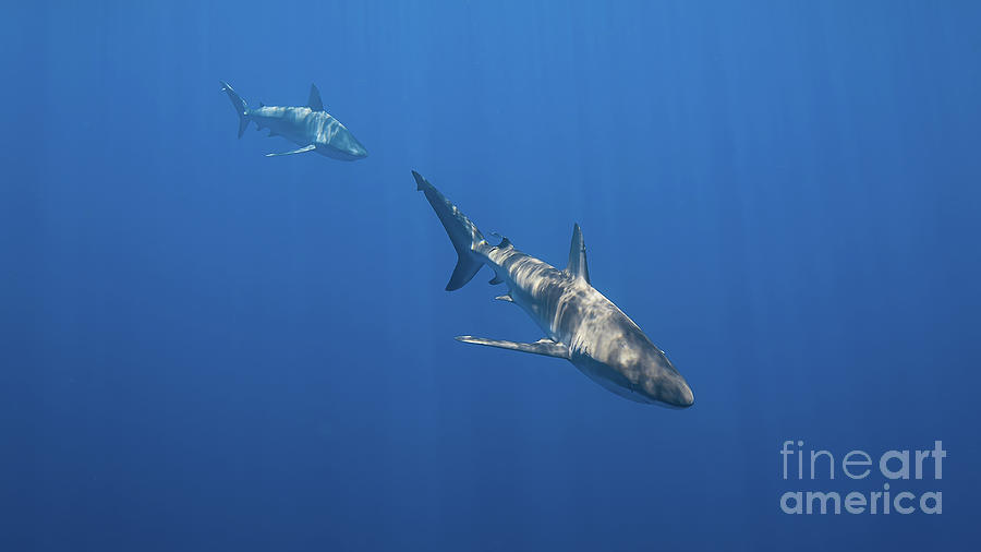 Galapagos Sharks in Hawaii Photograph by Steven Apsley - Pixels