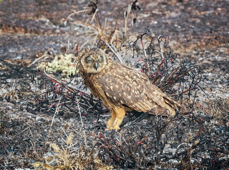 Galapagos Short-Eared Owl 2 Photograph by Joan Carroll