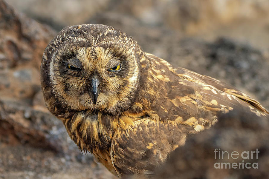 Galapagos Short-eared Owl Close-up Photograph by Nancy Gleason