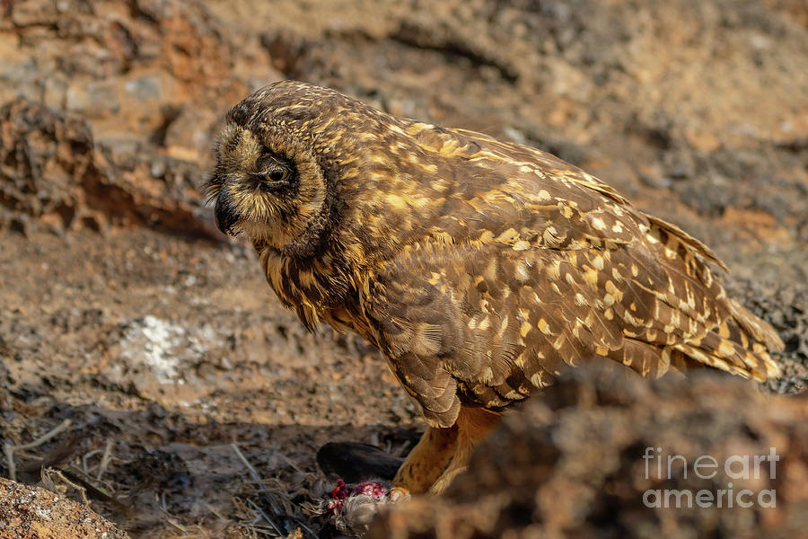 Galapagos Short-eared Owl Eating Petrel Photograph by Nancy Gleason