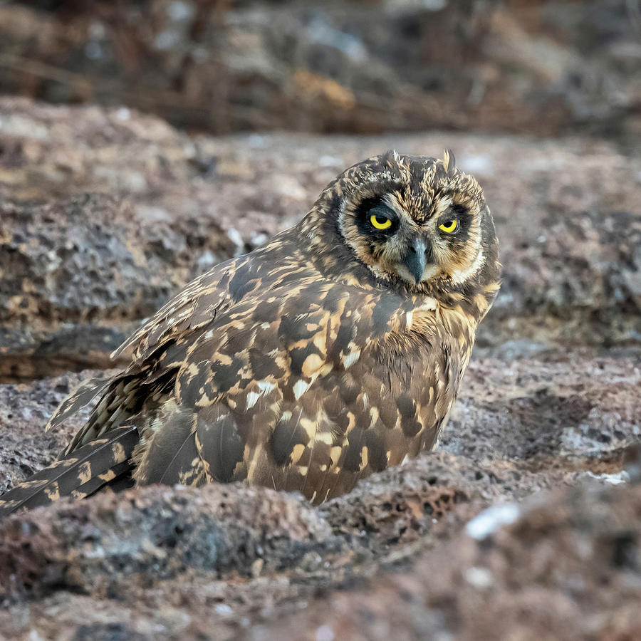 Galapagos Short-eared Owl Photograph by Joan Carroll