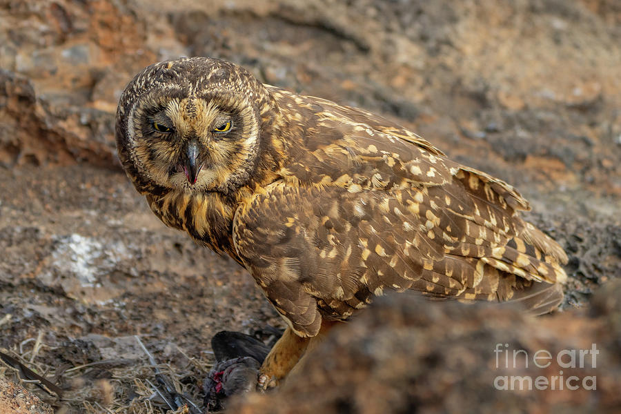 Galapagos Short-eared Owl with Prey Photograph by Nancy Gleason
