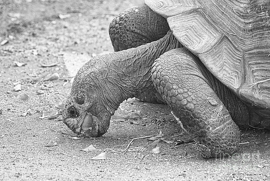 Galapagos Tortoise 2 BW Photograph by Elisabeth Lucas - Fine Art America