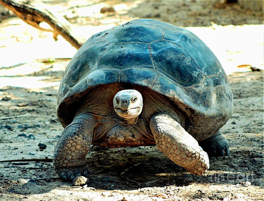 Galapagos Tortoise Photograph by Charlene Adler