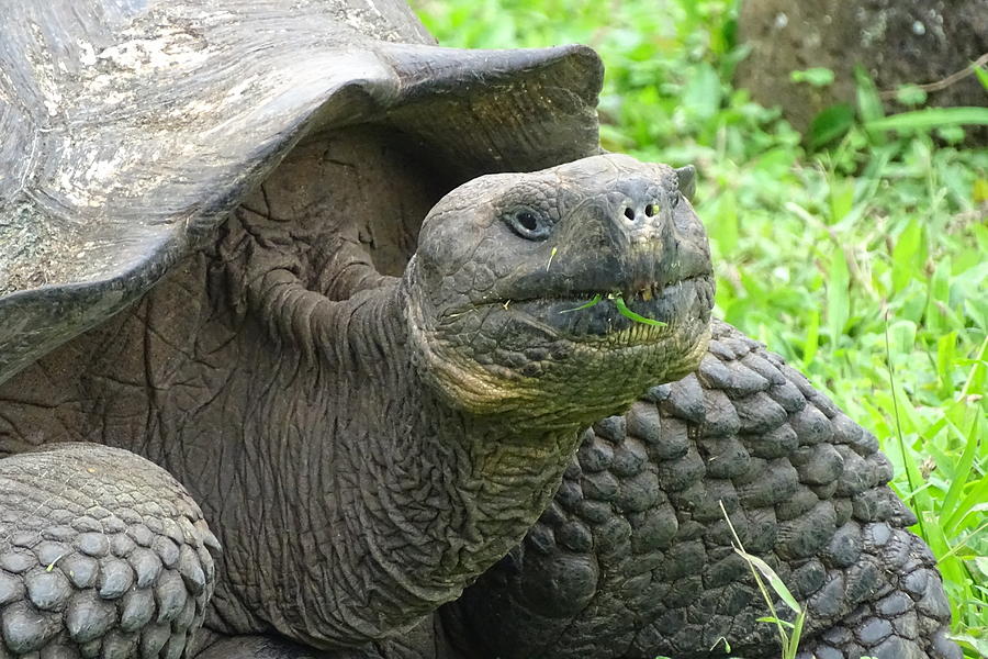 Galapagos Tortoise Close up Photograph by Amelia Emery - Pixels