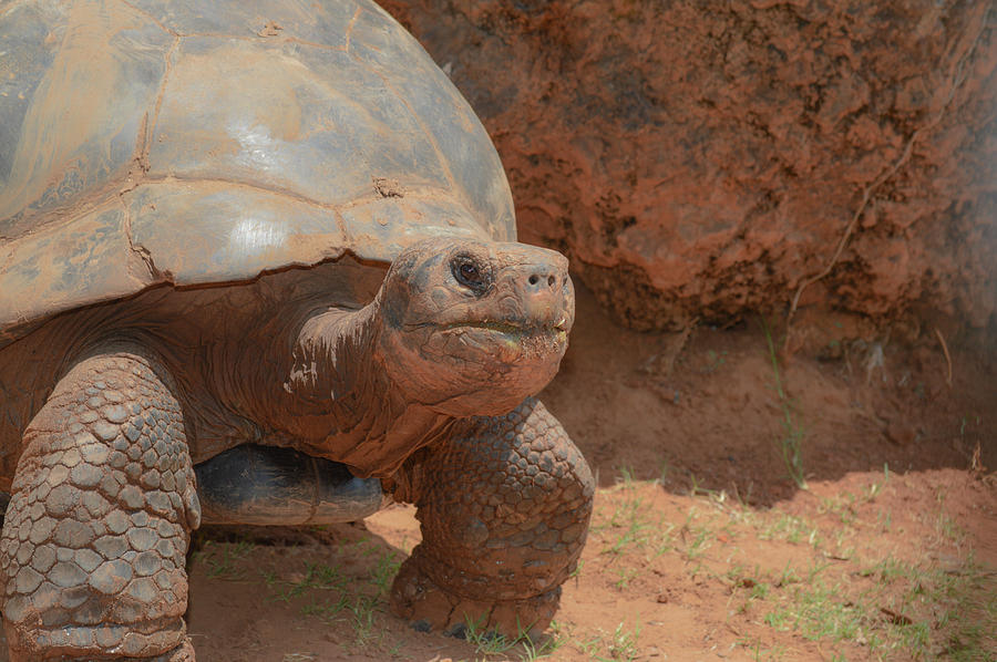 Galapagos tortoise Photograph by Jennifer Wallace