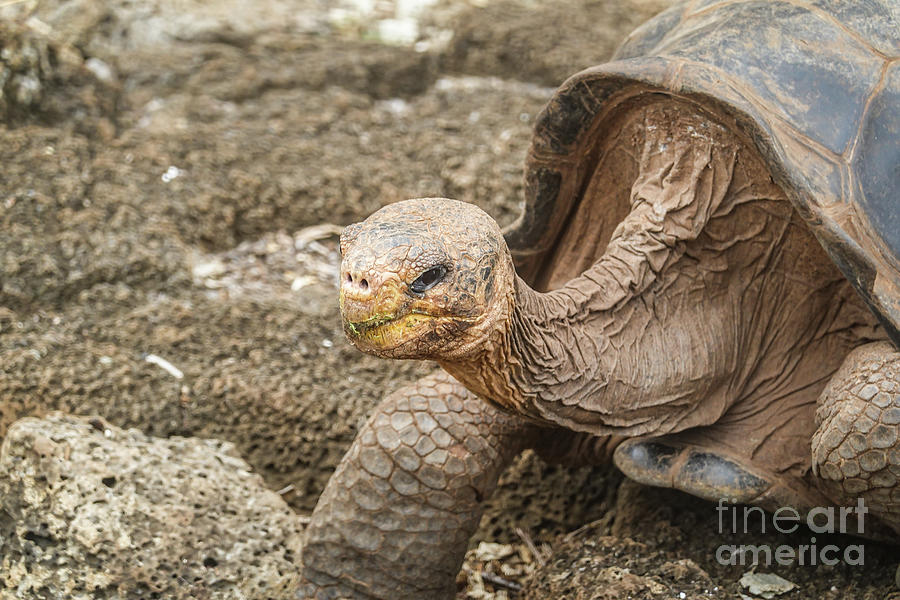 Galapagos turtle in the Galapagos island, Ecuador Photograph by Didier ...