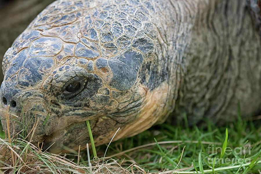 Galapagos Turtles Head Photograph