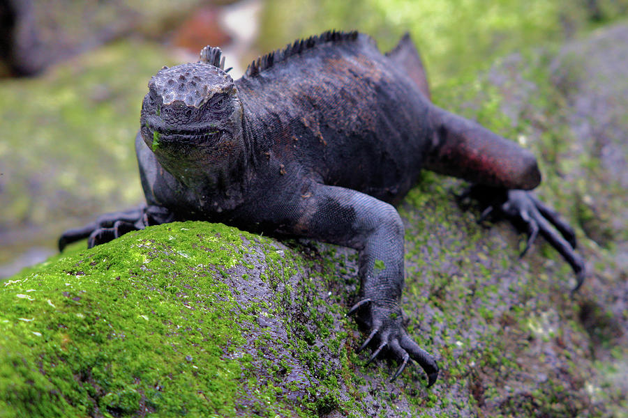 Water iguana chewing on seaweed in Galapagos Photograph by James Mayo ...