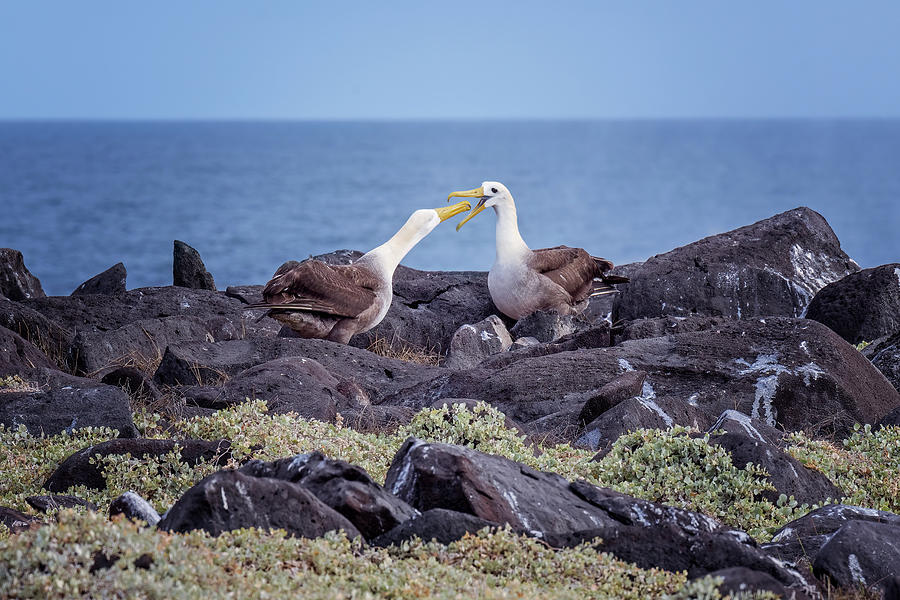 Galapagos Waved Albatross Courtship on the Rocks Photograph by Joan Carroll