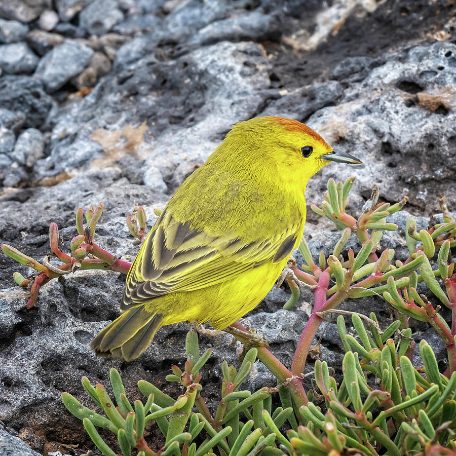 Galapagos Yellow Warbler II Photograph by Joan Carroll