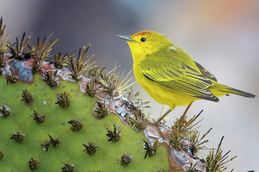 Galapagos Yellow Warbler Photograph by Joan Carroll