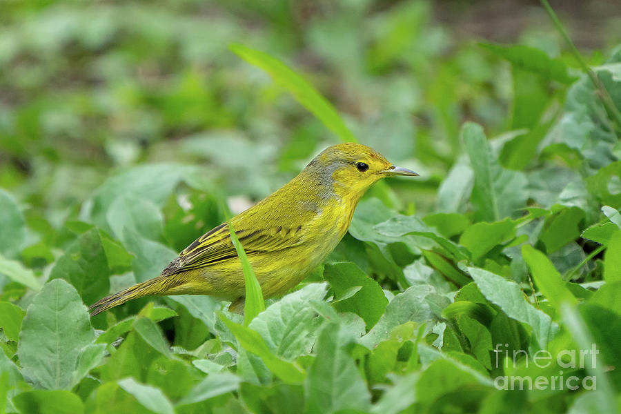 Galapagos Yellow Warbler Photograph by Nancy Gleason