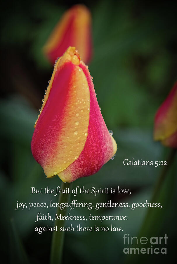 Galatians 5 Verse 22 Photograph by Robert Bales - Fine Art America