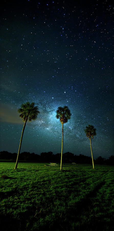 Galaxy Palms Photograph by Mark Andrew Thomas