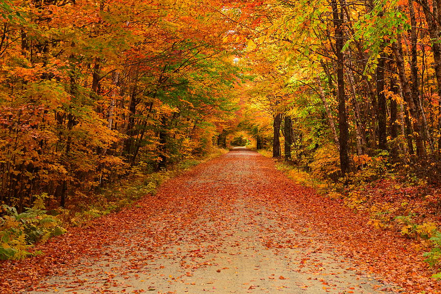 Gale River Loop Road Photograph by Catherine Reusch Daley | Fine Art ...