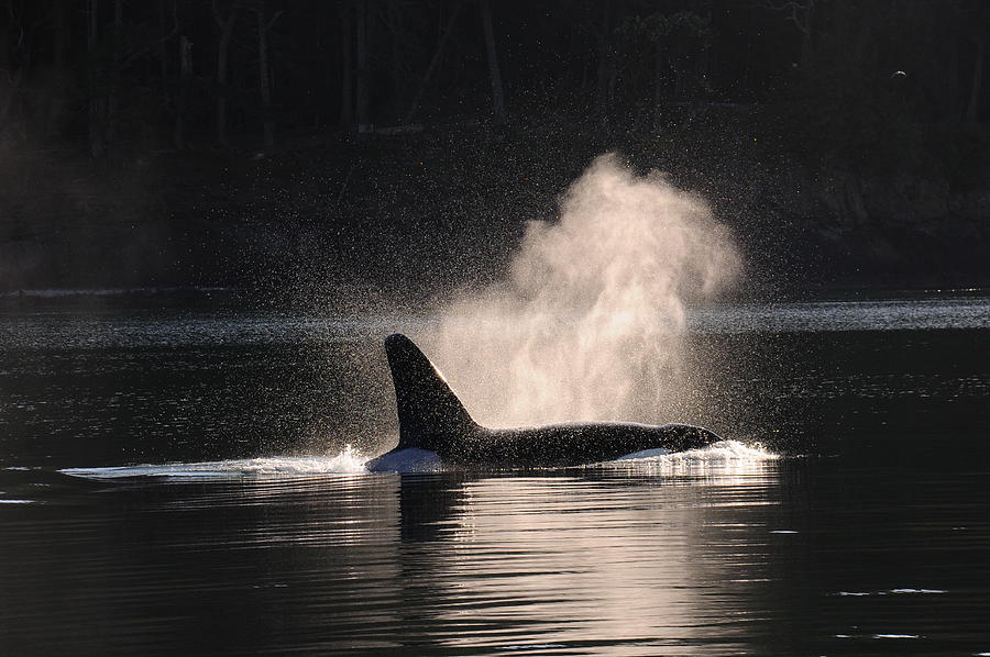 Galiano - T19B Biggs Orca Photograph by David Howitt - Fine Art America