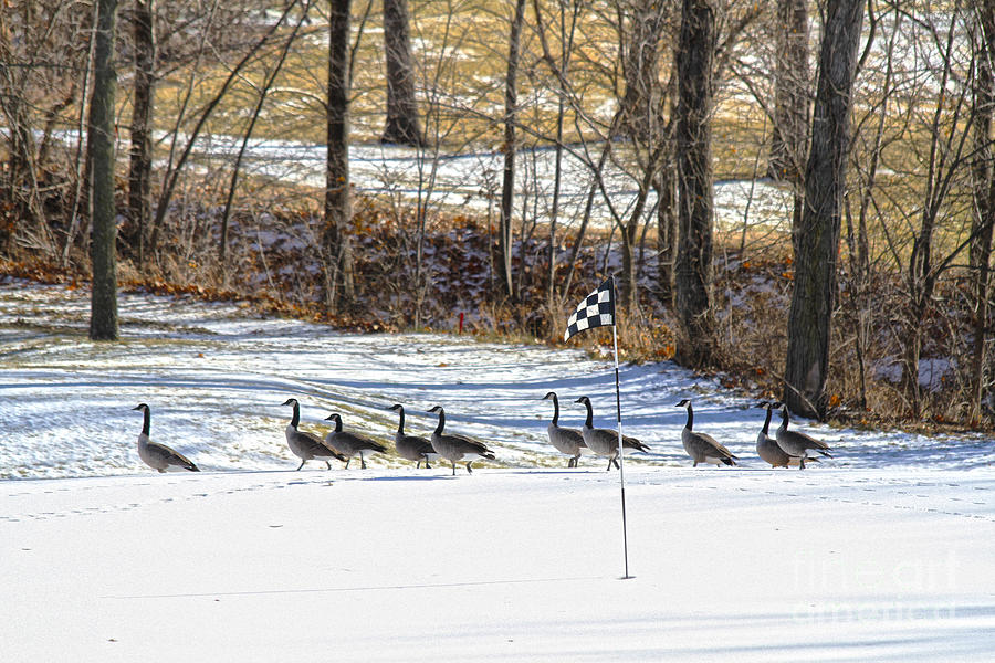 Gallery of Geese on the Golf Course Photograph by Catherine Sherman