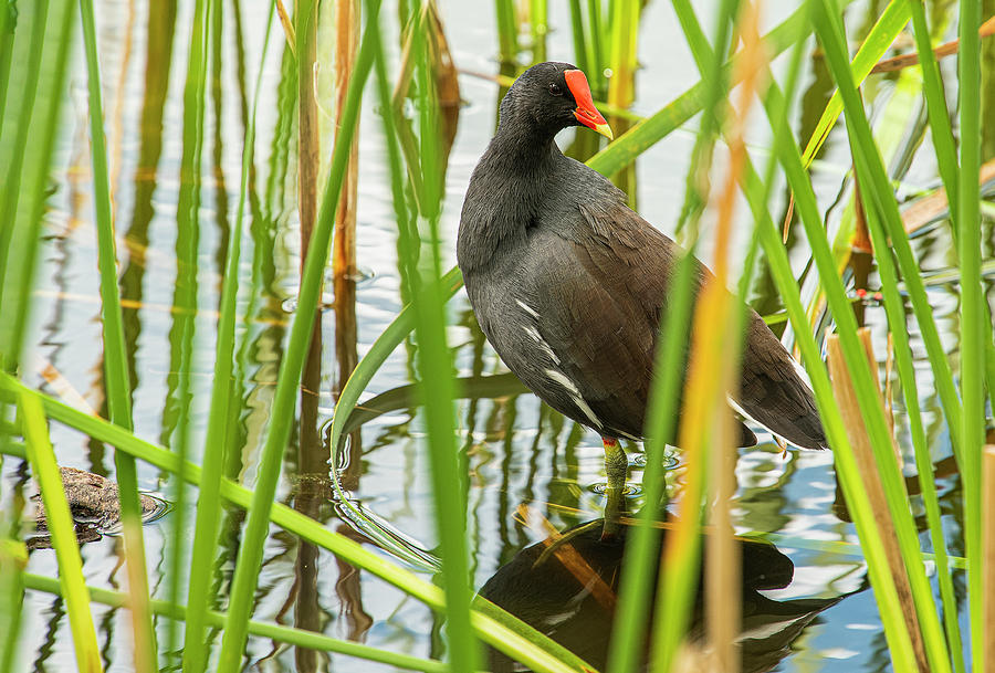 Gallinule in the Reeds Photograph by Gordon Ripley