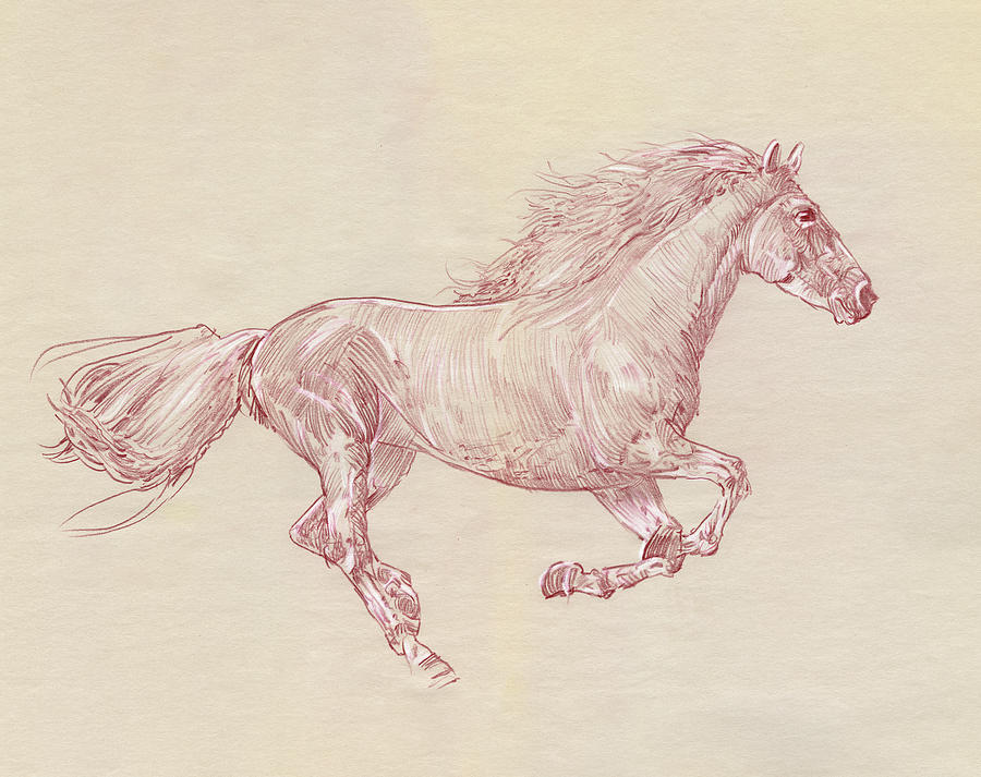 Horse Drawing - Galloping Horse No1 by Peter Farago