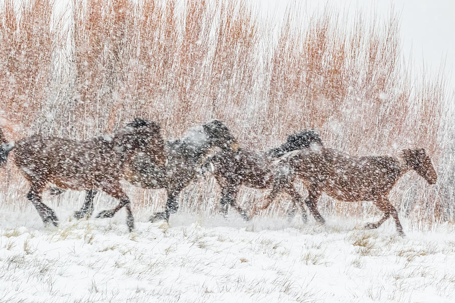 Galloping in a Heavy Snowfall Photograph by Marc Crumpler