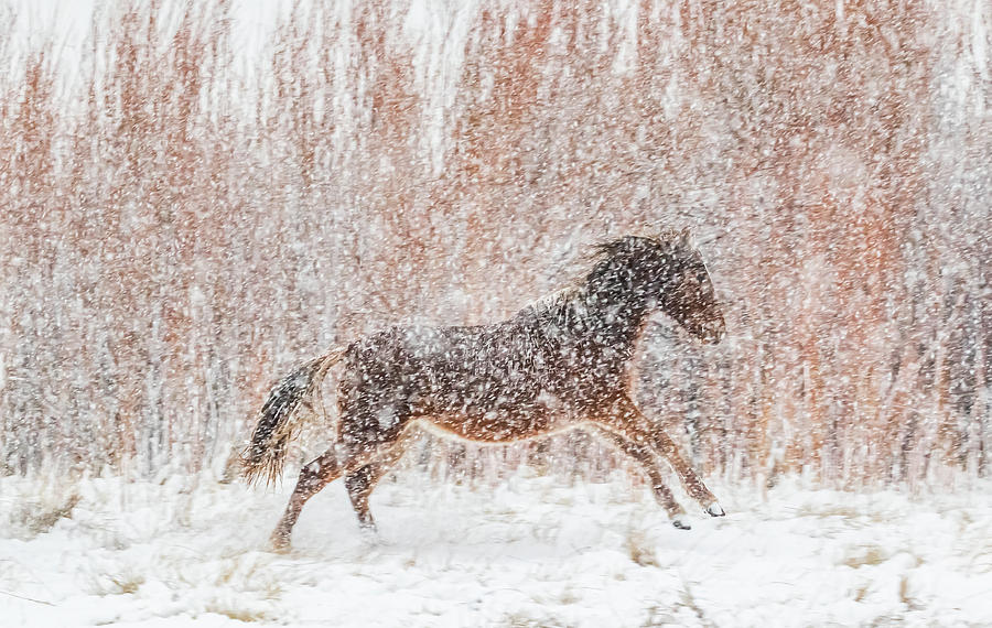 Galloping in the Snow Photograph by Marc Crumpler