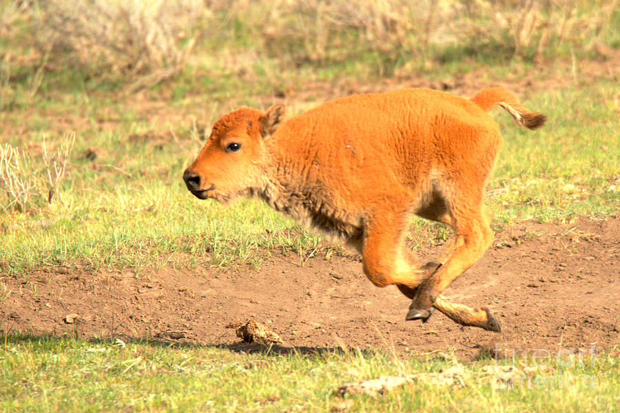 Galloping Red Dog Photograph by Adam Jewell